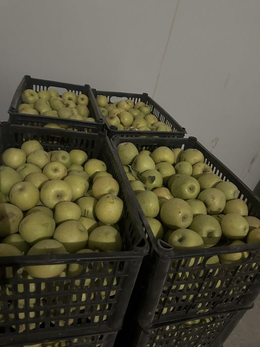 Olma optom narxlarda 7000 so’m