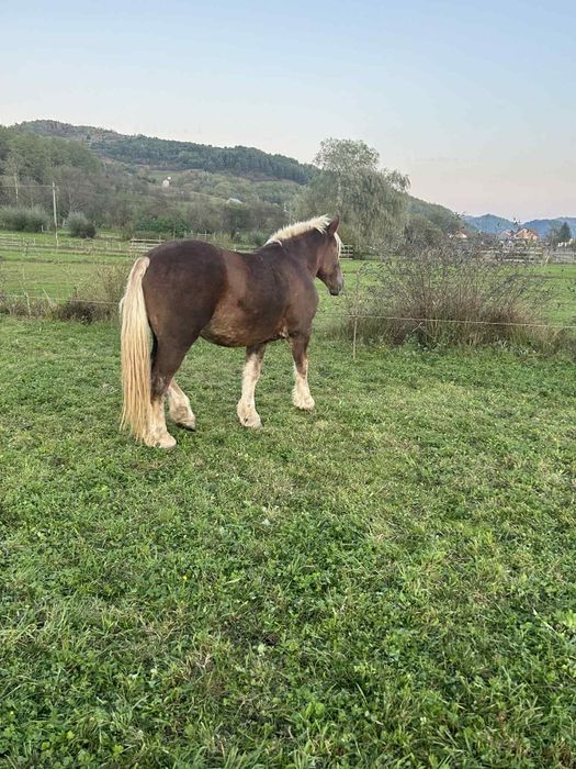 De vânzare manz de 3 ani