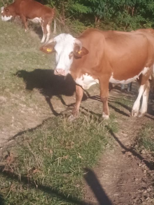 Vaci de vânzare, gestante