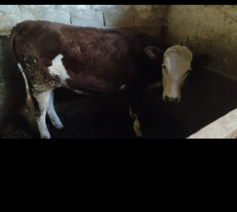 Кунажын сатылады.