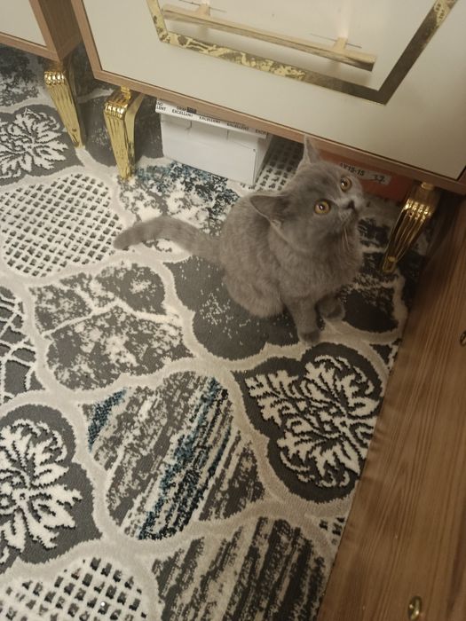 Britaniya qisqa yungli 6 oylik