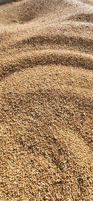 Mei galben papagali,porumbei