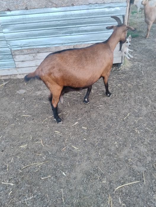 Vând capre bune de lapte