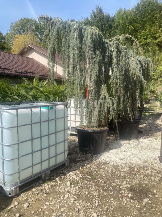 Brazi,și plante ornamentale etc