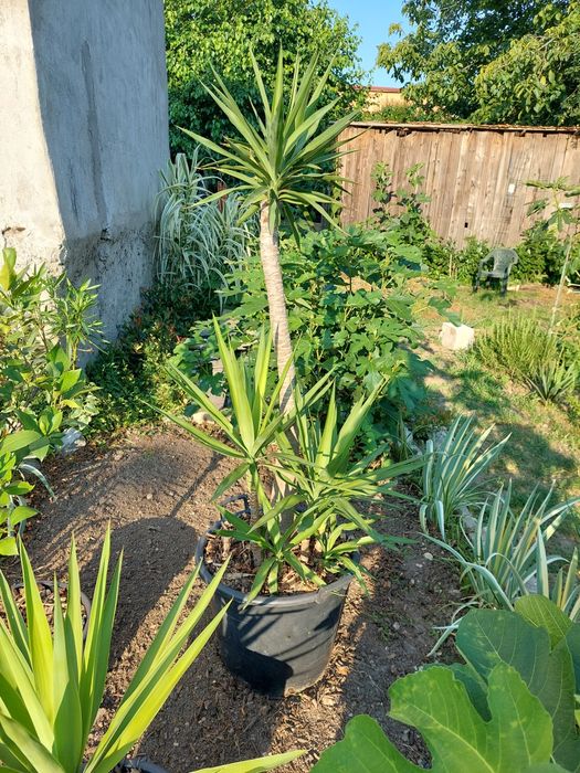 Yuca planta ornamentala