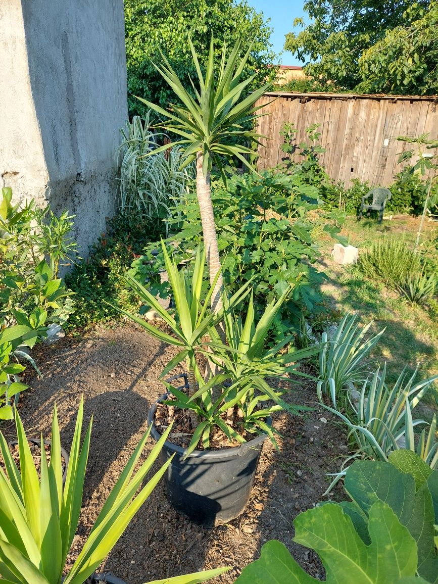 Yuca planta ornamentala