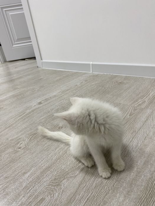 Skotish strayt mushugi sotiladi