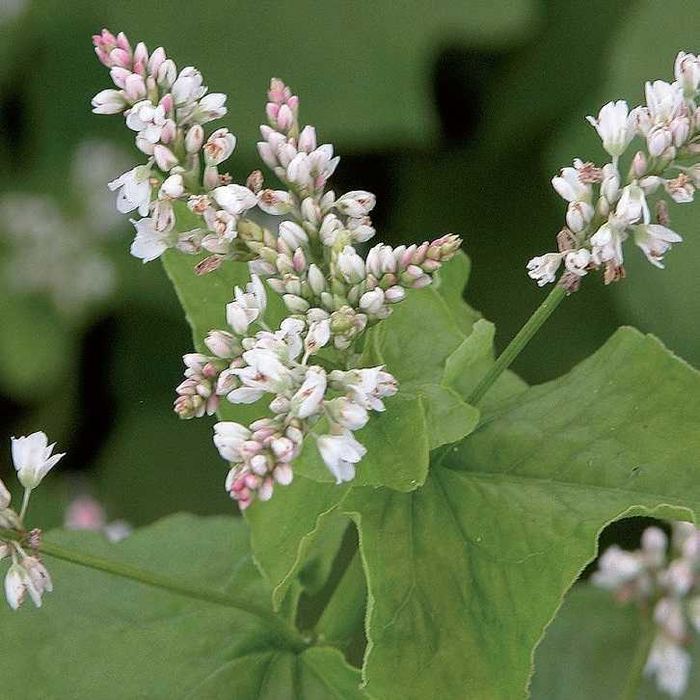 Facelia si alte plante melifere si fixatoare de azot