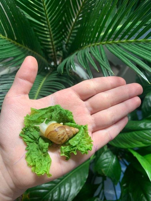 Идеальные улитки для дома — малыши ахатины