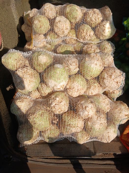 Vând țelină rădăcină 1500kg‼️‼️‼️
