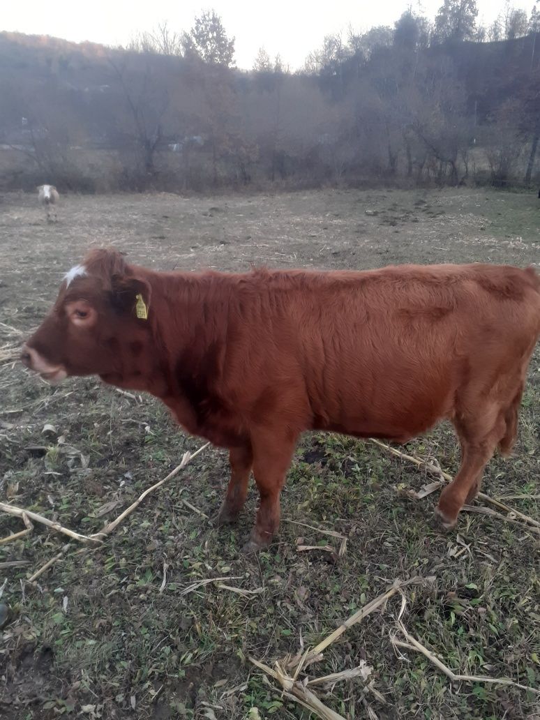 Se vând 5 bovine cu vârsta cuprinsă între 6 și 8 luni