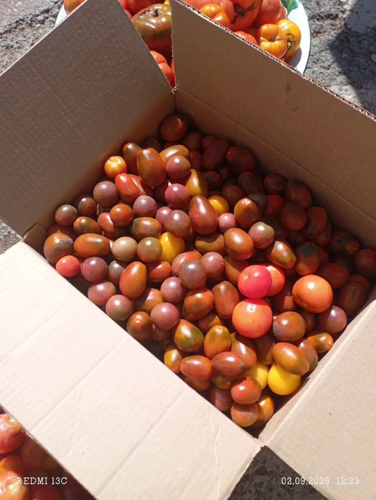Продам помидоры,разных сортов