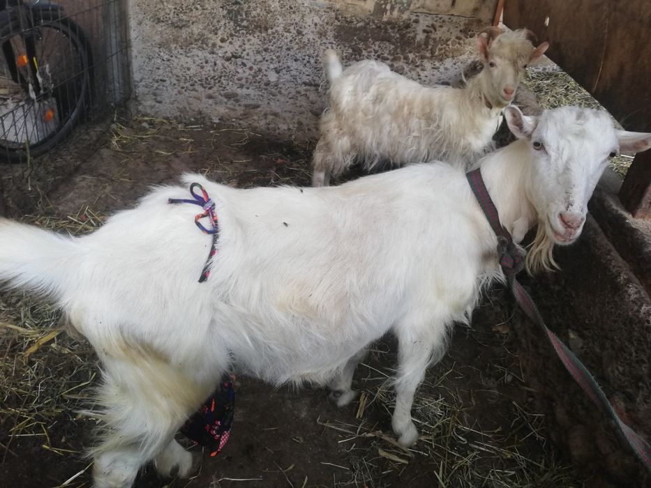 Zotor Sogʻn echki ena bola sotladi arzon berman pul zarur