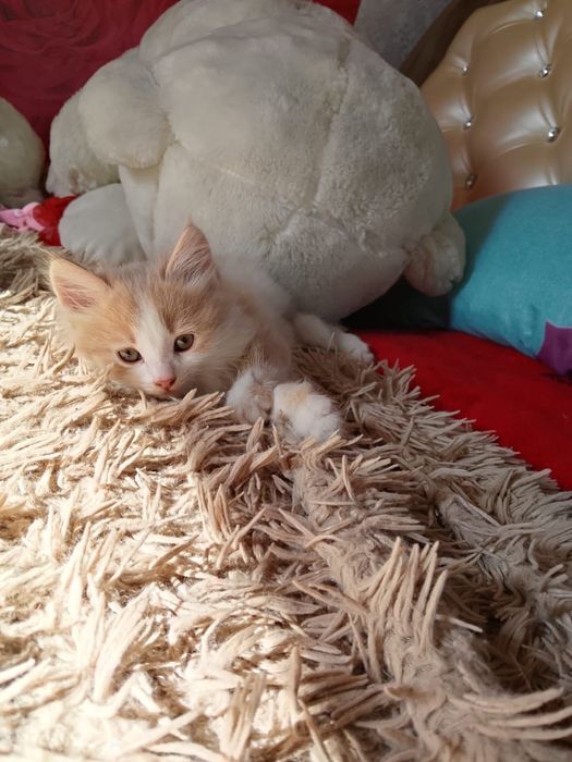 Отдам котят в добрые руки