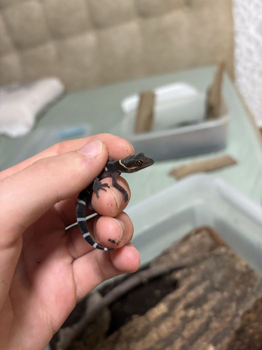 Vand pui cave gecko (Goniurosaurus hainanensis)