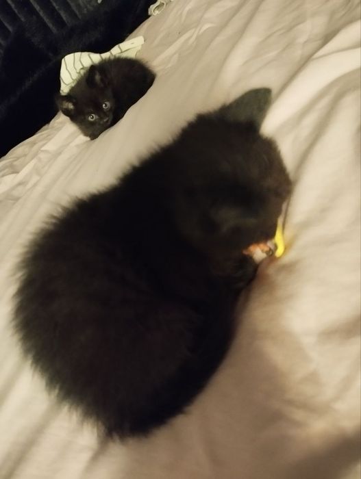 Скотиш страйт мушукчалар