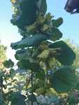 Lucrari de horticultura