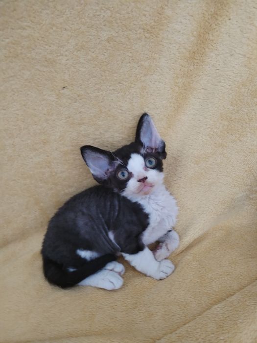Devon Rex pui mascul