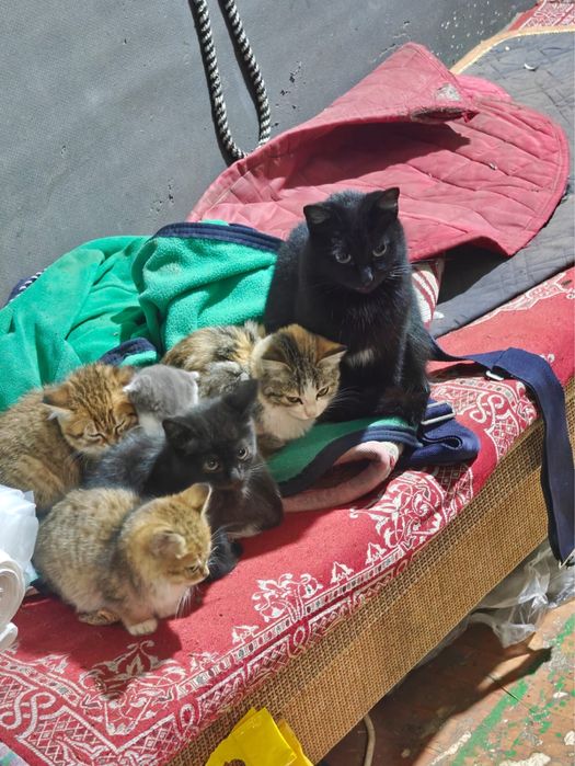 Красивые котята малыши ищут дом