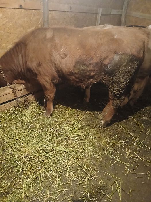 Vând viței de rasă