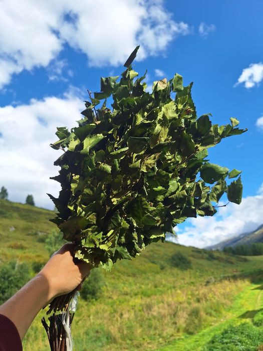 Веники берёзовые свежие