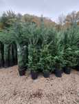 Leylandii 2.3m - 2.5m/ calitate extra/ super oferta