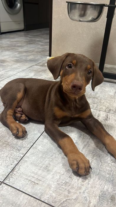 Продаются щенки добермана