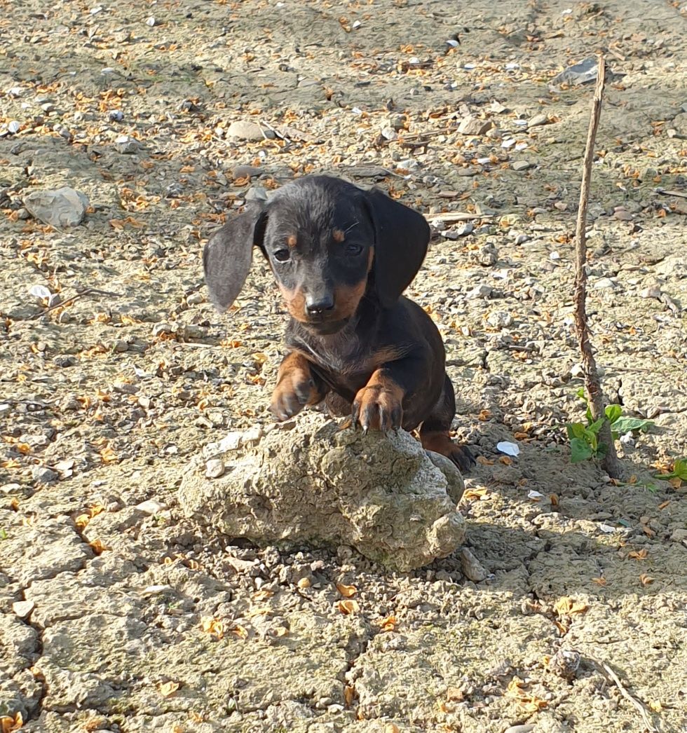 Teckel, negru cu pete de foc