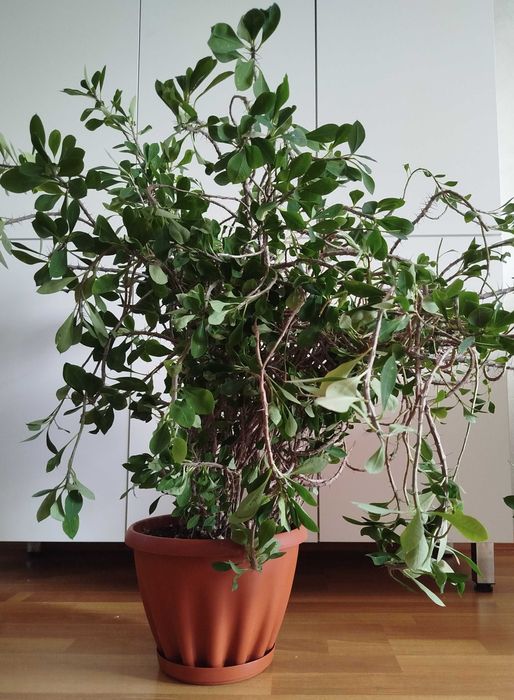 Цветок отдам Молочай/ЭУФОРБИЯ