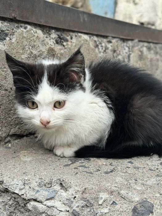 Ищем дом котенку