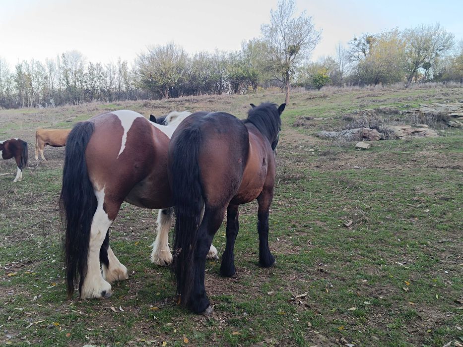 Продавам коне от породите Тинкер и Белгийски тежковоз