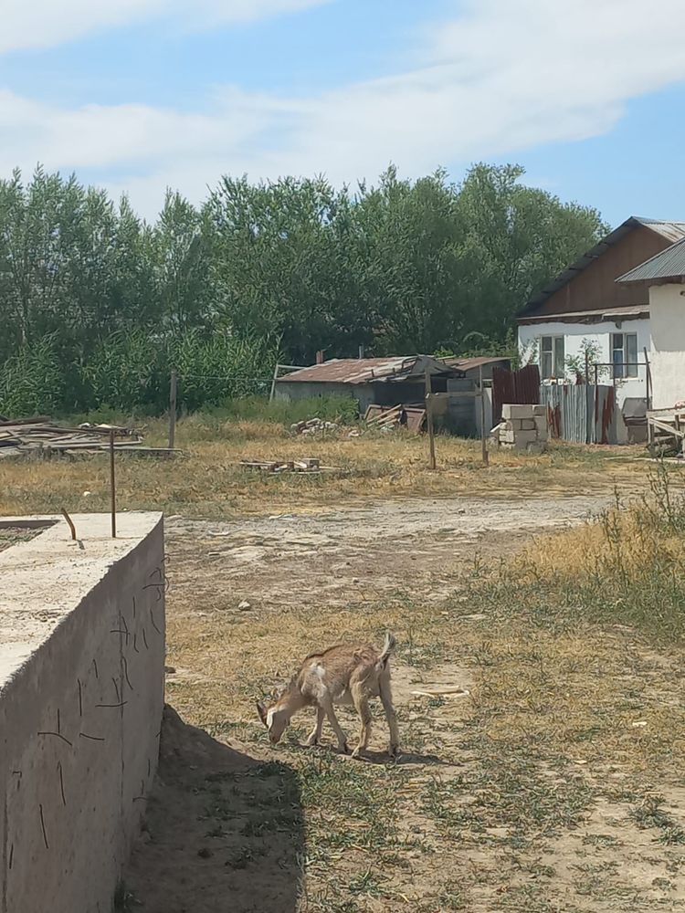 Сауын ешкілер мен дені сау, күтімі жақсы лақтар сатылады.