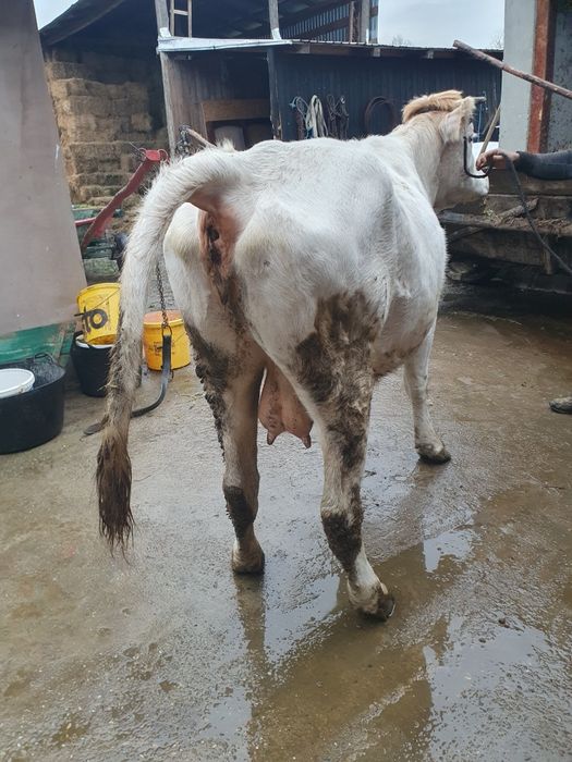 Vand vaca pentru abator