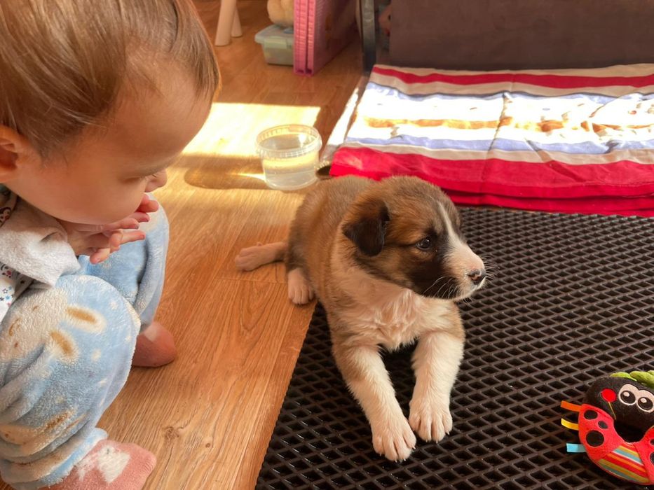 Отдадим щенка в хорошие руки