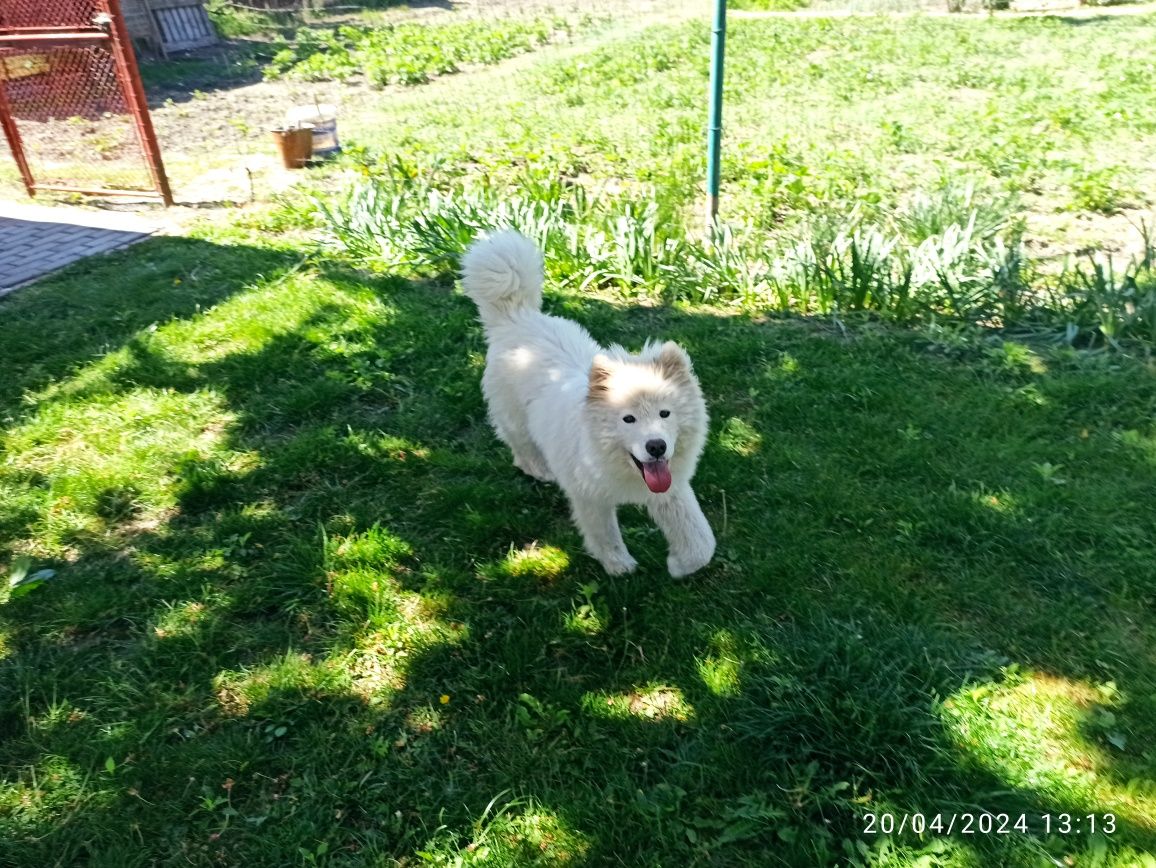 Cățelușă Samoyed