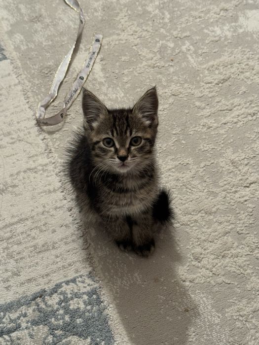 Отдам котёнка в хорошие руки