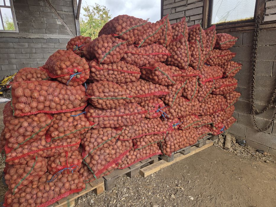 Vând cartofi samanta