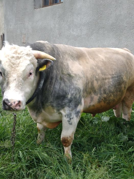 De vanzare taur belgian 2 ani