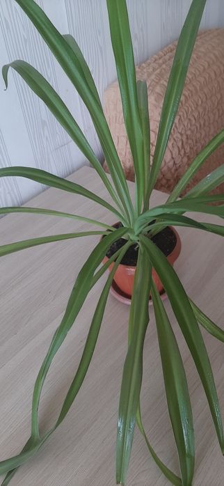 Комнатный и неприхотливый цветок