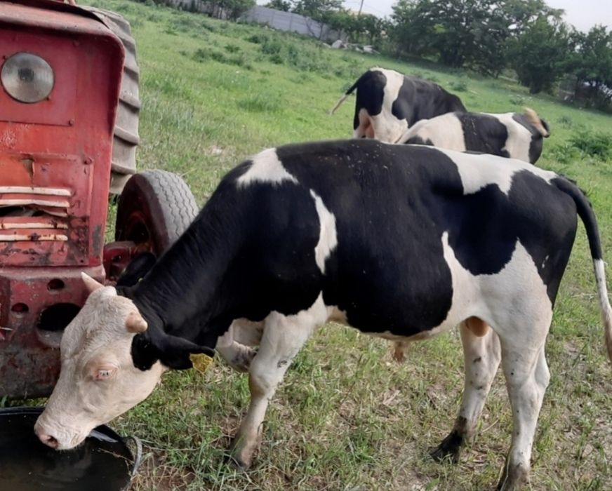 Tauri/ Taurași/ viței