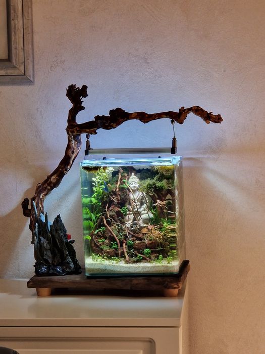 Acvarii Amenajare Intretinere Constructie