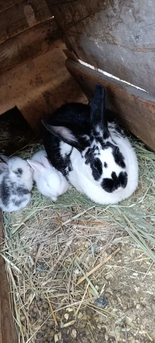 Кролик и семейство