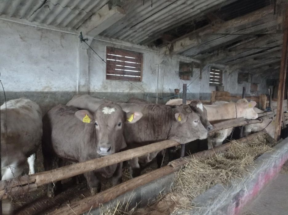 Vând vitei pentru mai multe detalii sunați la numărul de telefon !!