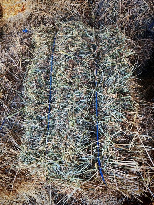 Vând 700 de baloți de lucernă – coasa a treia, calitate extra