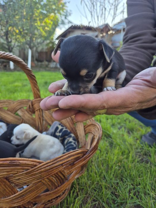Мини чихуахуа пет момченца