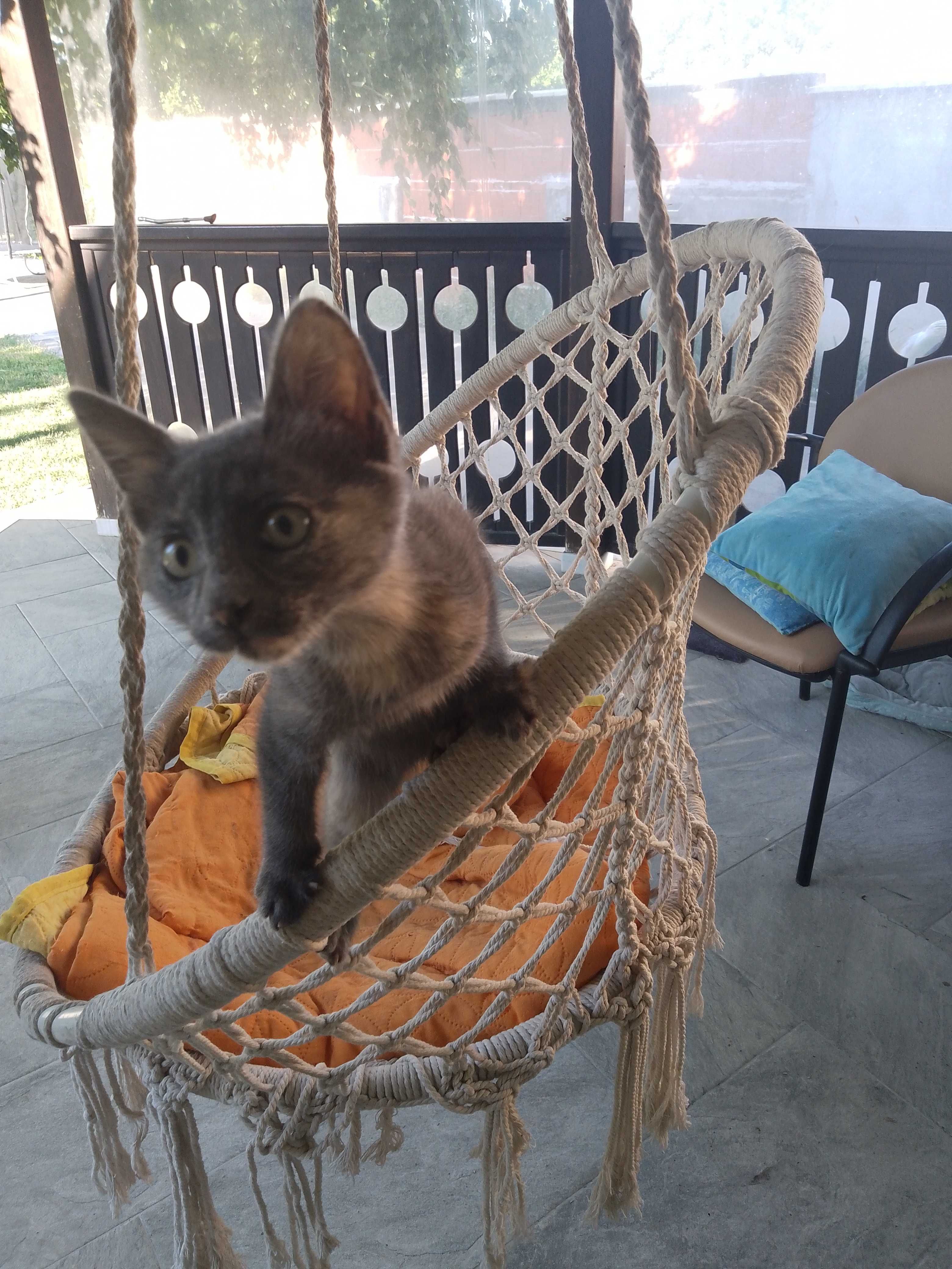 Малко коте търси дом