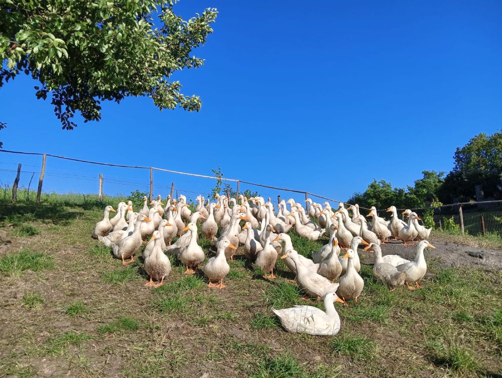 Rațe pekin de vânzare