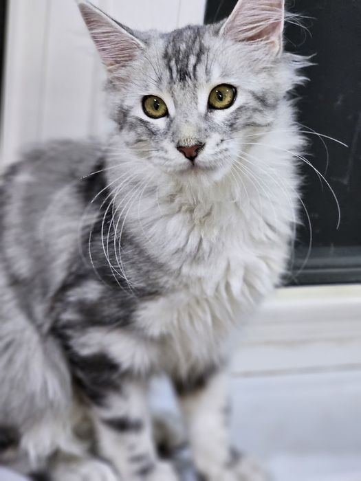 Продажа котят породы май-кун.