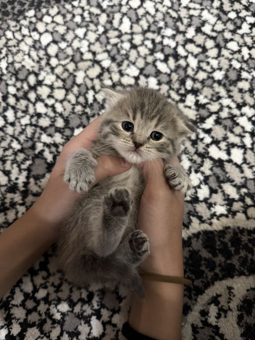 Котёнок Скотиш Фолд 1 месяц