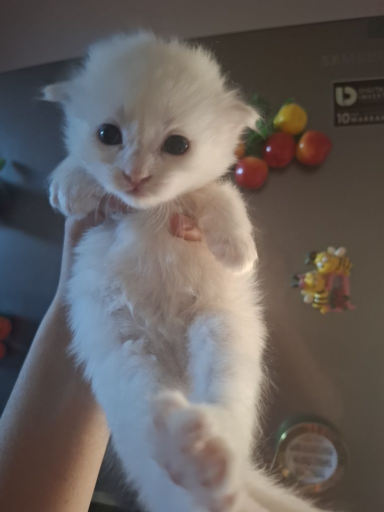 Котята на продажу